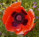 Papaver Orientale